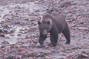 Grizzlybeer in Denali Park