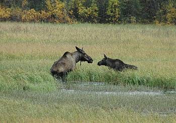 Mamma Moose en baby Moose