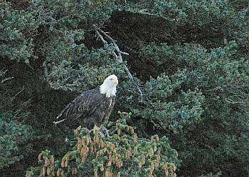 Zee-arend (Bald eagle)
