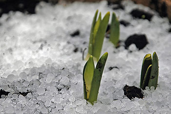 Narcissen met koude voeten Narcissen met koude voeten