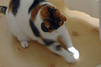 Ouzie op jacht [2]