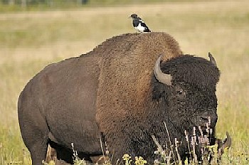 Bison met ekster