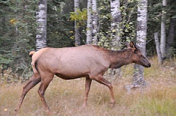 Voor ieder een elk