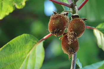 Kiwi in verwachting