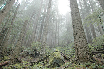 Boomtoppen in de mist