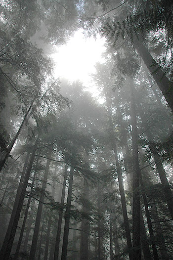 Nog meer boomtoppen in de mist