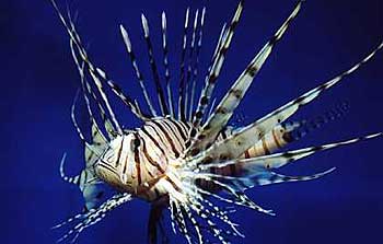 Lionfish