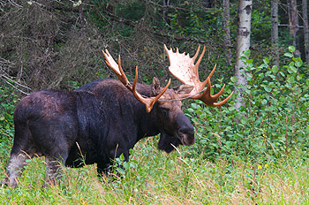 Old male moose