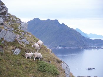 Wildlife tijdens de wandeling