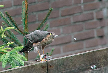 Valk in de tuin