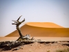 Death Vlei (Sossusvlei)