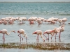 Flamingo's bij Walvisbaai