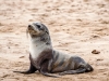 Cape Cross Seal Reserve