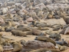 Cape Cross Seal Reserve