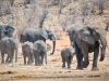 Moeders met de kindercreche - Etosha