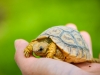 Baby schildpad
