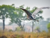 Reuzenreiger (Goliath reiger)