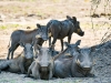 Familie Pumba