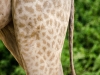 Getekende giraffe