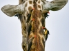 Giraffe-wash