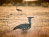 Kori bustard (Koritrap)