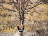 Bat-eared fox (Grootoorvos)