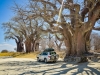 Baines Baobabs
