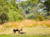 Zwaar, zo'n impala naar de schaduw slepen.