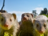 Mongoose close up (zebramangoest)