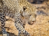 I did, i did see a leopard!