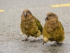 The Kea Gang