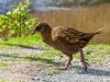 Weka