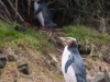 Yellow-eyed penguin