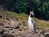 Yellow-eyed penguin