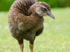 Weka