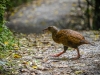 Weka (met worm)