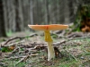 06_Polen-post-1-1493